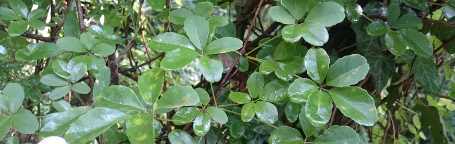 Akebia quinata (C) Brigitte Marazzi Akebia_quinata_C2018_Brigitte_Marazzi