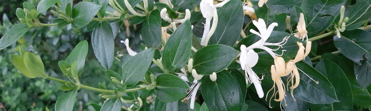 Lonicera_japonica_2021_C_Brigitte_Marazzi