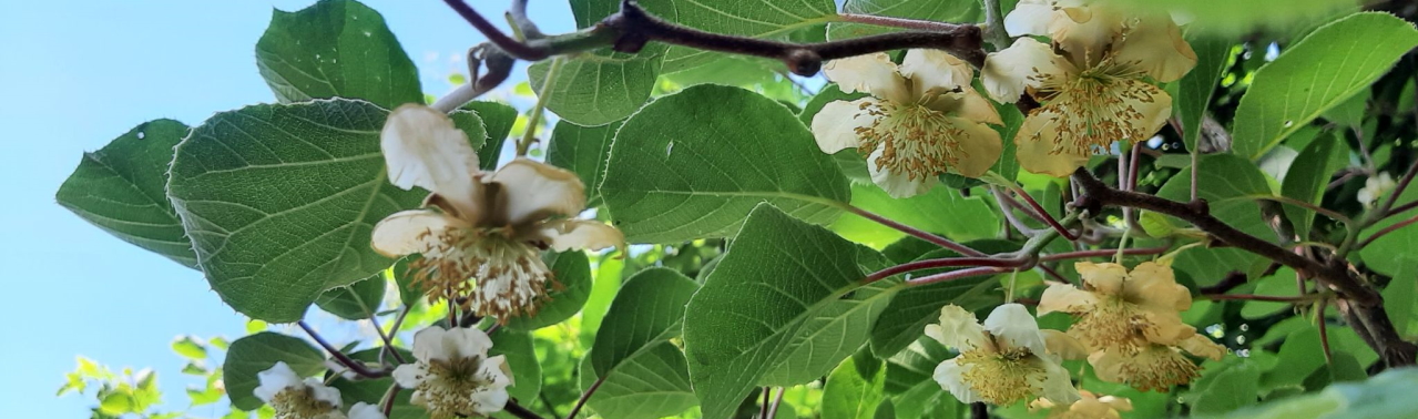 Actinidia chinensis (C) Brigitte Marazzi
