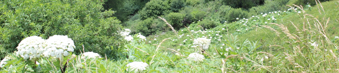 Heracleum mantegazzianum (C) Brigitte Marazzi Heracleum_mantegazzianum_C2018_Brigitte_Marazzi