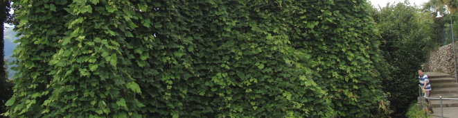 Pueraria lobata (C) Brigitte Marazzi