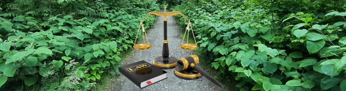 Reynoutria_japonica_aggr_Brigitte_Marazzi