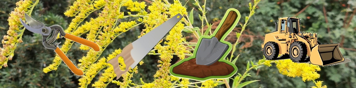 Solidago_canadensis_aggr_(B)_Brigitte_Marazzi