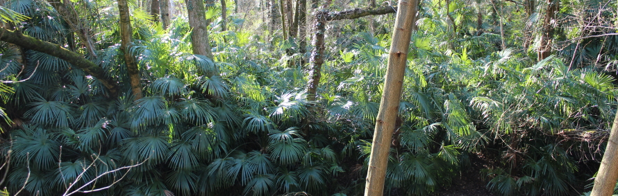 Trachycarpus_fortunei_2018_C_Brigitte_Marazzi