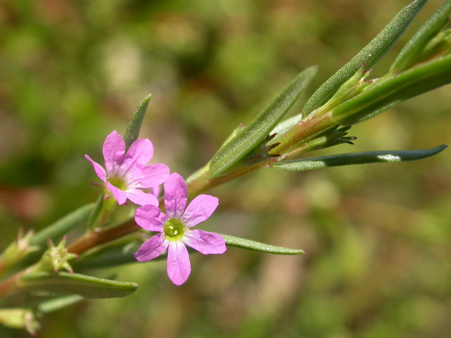 Lythrum hyssopifolia