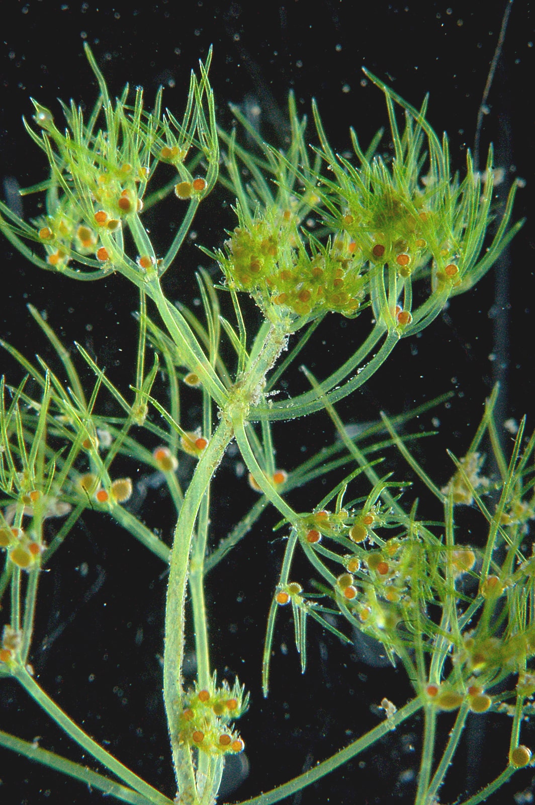 Verticille de Nitella gracilis avec anthéridies mûres et oogones en formation